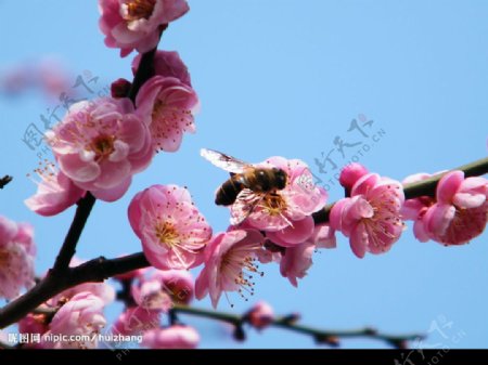 桃花与蜜蜂图片