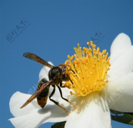茶花和蜜蜂图片