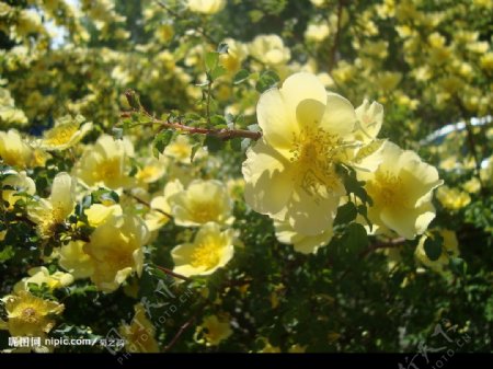 迎春花01图片