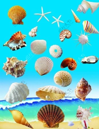 贝壳海滩素材图片