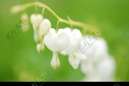 一串可爱的白色小花图片