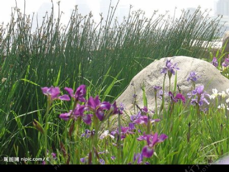 紫鸢尾花丛图片