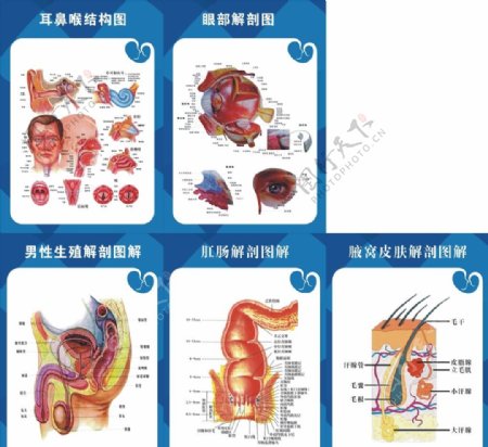 肛肠解剖图片