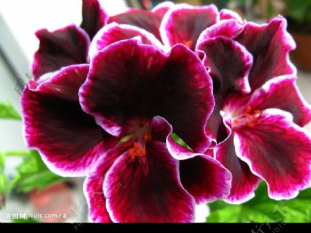 紫红色蝴蝶梅图片