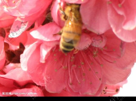 蜜蜂采蜜忙图片