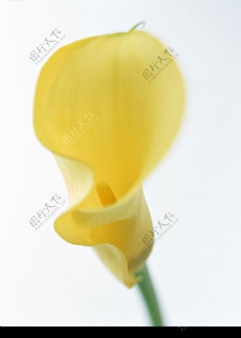 黄色马蹄莲3图片