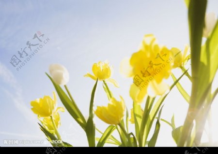 晴空下的鲜花080图片