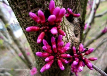 好美的紫荆花图片