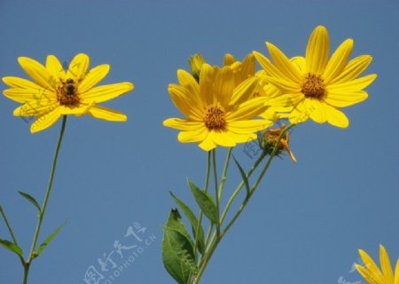 黄色野花图片