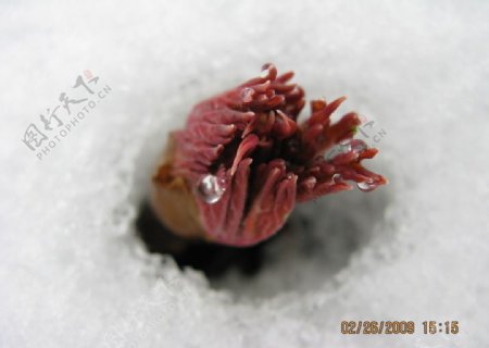 雪中牡丹芽图片