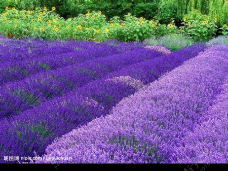 生物世界花草紫花园图片