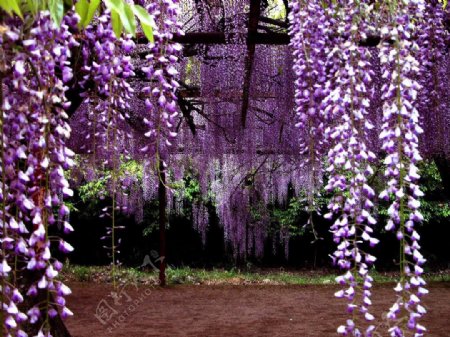 紫藤花瀑布图片