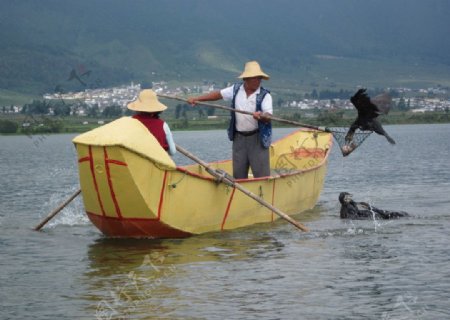 大理洱海渔夫和渔鹰图片
