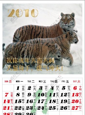 2010年虎照片日历十一月图片