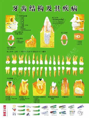 牙齿结构及其疾病图片