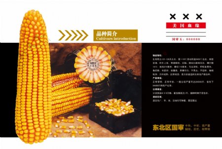 玉米种子宣传报纸图片