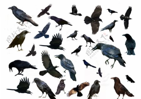多种鸟PSD分层素材图片