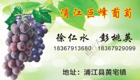 浦江巨峰葡萄单面名片图片