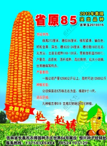 省原85玉米种宣传单图片