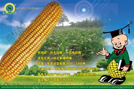 玉米背景卡通图片