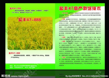 水稻种子种子宣传水稻彩页图片