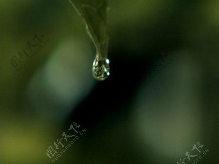 一滴水滴在叶子上图片
