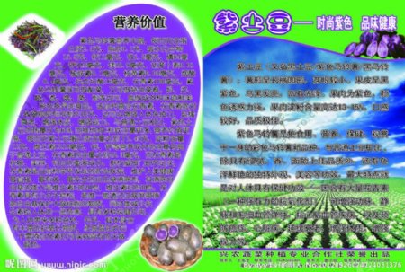 紫土豆彩页土豆宣传单图片