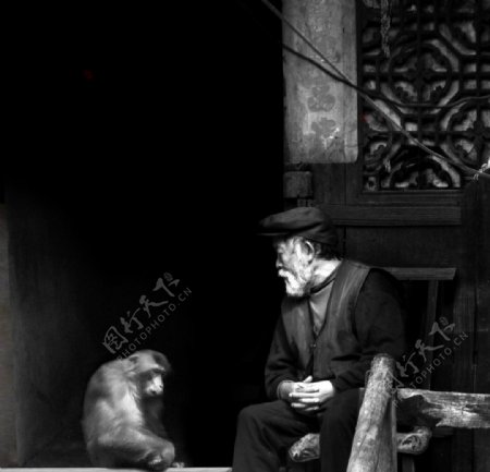 猴子与老伯图片