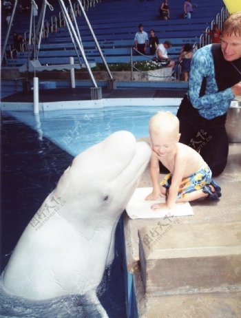 小男孩被白色海豚亲了图片