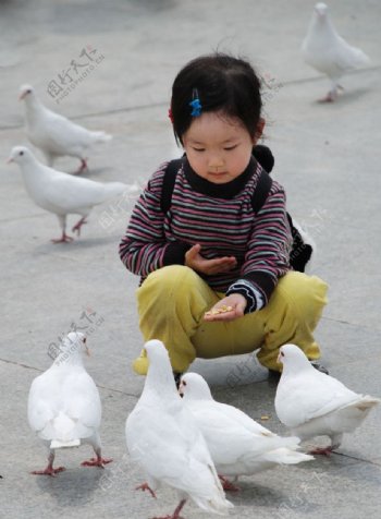 小女孩与鸽子图片