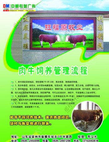 旺原福牛单页图片