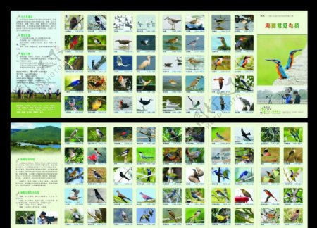 海南常见鸟类6折页图片