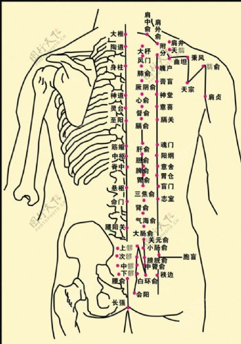 人体背部穴位图图片