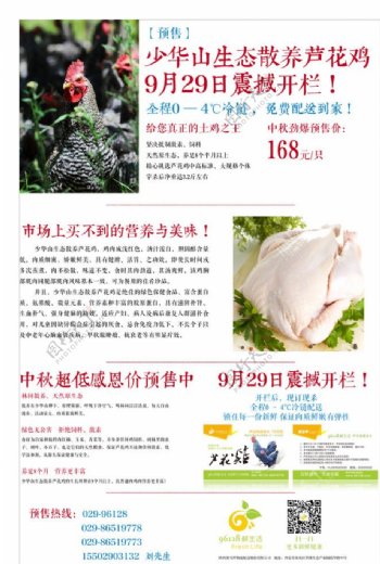 芦花鸡报纸广告图片