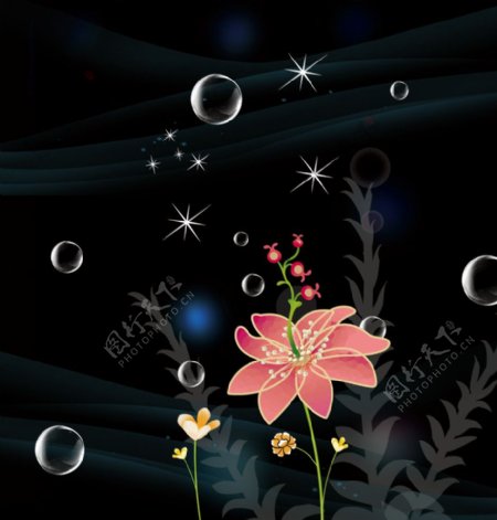 水珠花图片