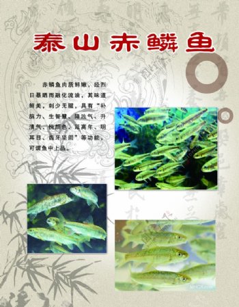 泰山赤鳞鱼图片