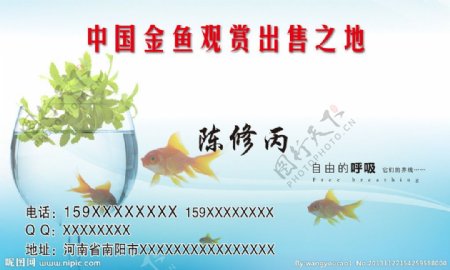 中国金鱼观赏出售之地图片