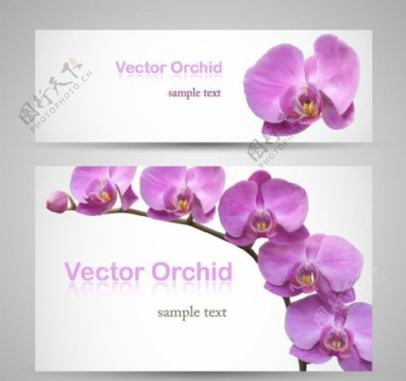 花卉花朵名片卡片图片