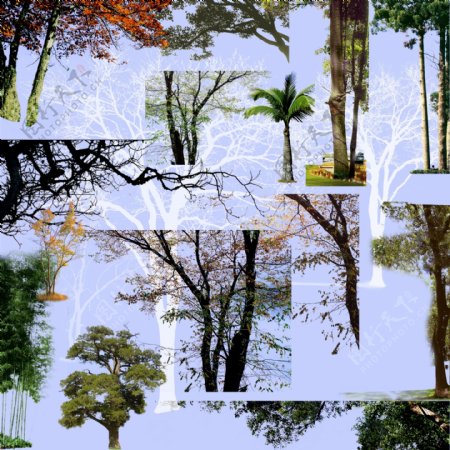 建筑效果图前景树经典集合图片