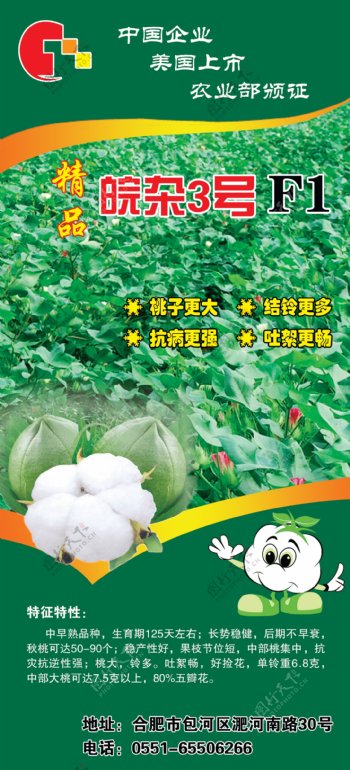 棉花种子海报图片