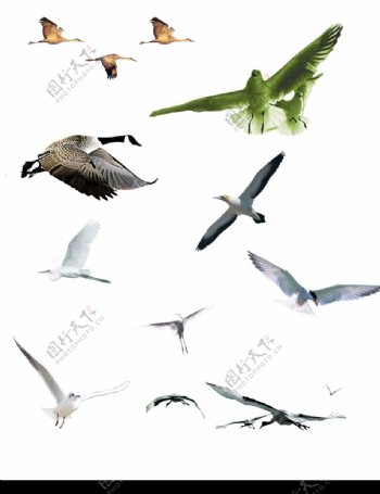 各种鸟类图片