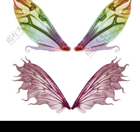 PSD蝴蝶翅膀2图片