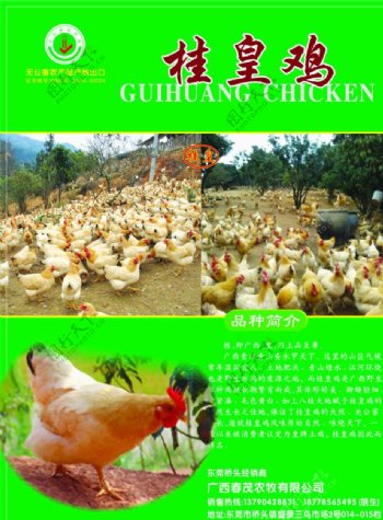 桂皇鸡产品图片