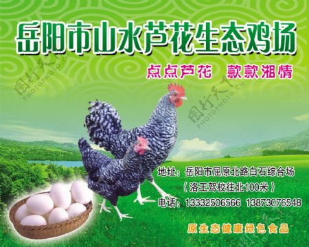 芦花鸡生态鸡场海报图片