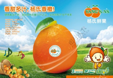 杨氏脐橙海报图片