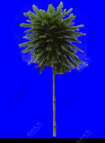 棕榈树树木类分层抠图PSD格式图片