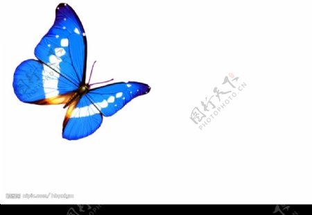 特逼真的蓝蝴蝶图片