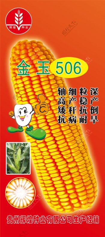 金玉506图片