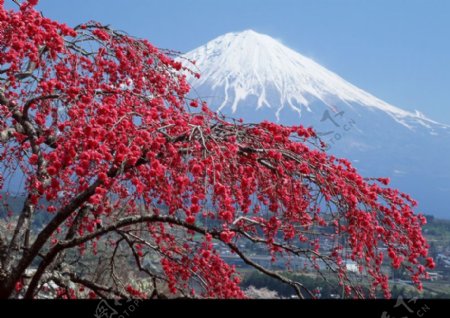 樱花与富士山0046