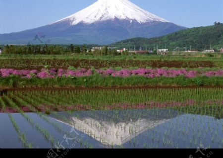 樱花与富士山0048